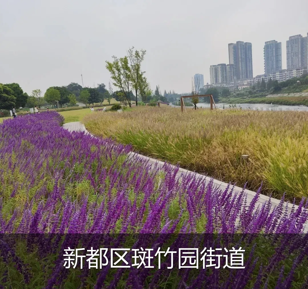 新都区斑竹园街道